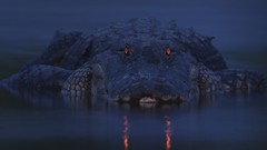 Night water eyes wildlife aligator