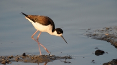 Nikon iso black necked