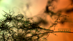 Nine inch nails branches