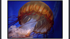 No aquarium high Aquarium