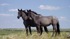 Nokota Horses high Animals