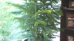Norfolk Island pine high