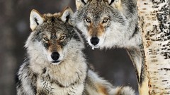 Norway pair Gray Wolf