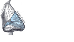 Nose here high Which anatomy grays Resolution