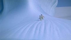 Not bad Trees Flowers