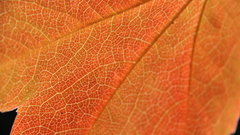 Not Green though Blame