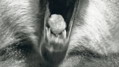 Nott want wantborrow mine