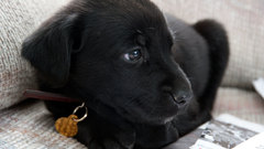 Now dear high just This Resolution