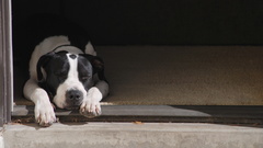 Now The nice seamus snagging