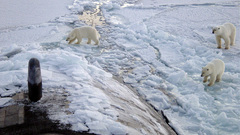 Nuclear submarine Polar Bears
