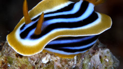 Nudibranch marine gastropod mollusks