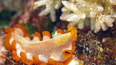 Nudibranchia Flatworm