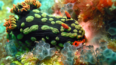 Nudibranchia sea slugs