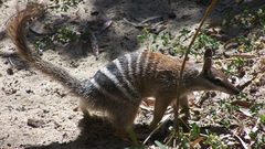 Numbat high