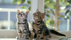 Number high Resolution