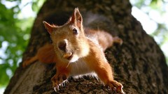 Nuts Trees Animals squirrels