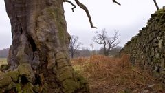 Oak tree trunk trunks