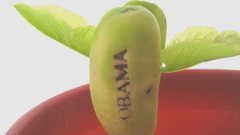 Obama Plant high flower