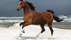 Ocean Animals brown Horses