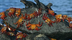 Ocean Animals crabs