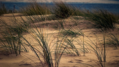 Ocean beach grass nature