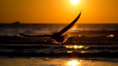 Ocean Birds silhouettes Eagles sunlight blurred background