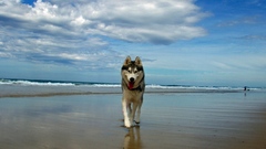 Ocean clouds Dogs husky