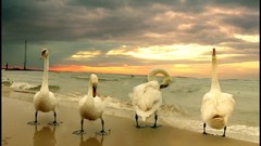 Ocean coast Birds Animals