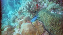 Ocean coral fish deep