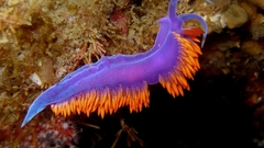 Ocean creatures Nudibranchia sea