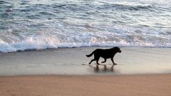Ocean Dogs Beaches