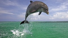 Ocean Dolphins jumping