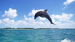 Ocean Dolphins jumping