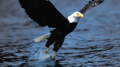Ocean Eagles bald eagles