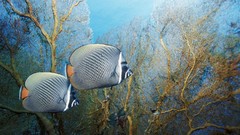 Ocean fish 1920x1200