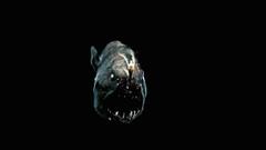 Ocean fish anglerfish