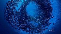 Ocean fish Bali underwater bing swarm