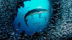 Ocean fish national geographic