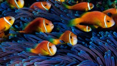 Ocean fish national geographic