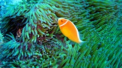 Ocean fish reef sea anemones Great Barrier Reef