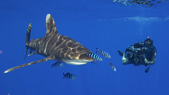 Ocean fish Sharks underwater