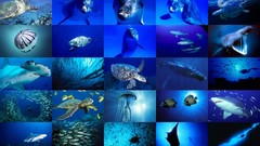 Ocean fish turtles collage