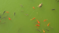 Ocean fish turtles national