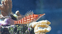 Ocean fish underwater