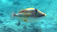 Ocean fish underwater
