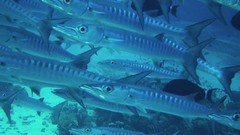 Ocean fish underwater