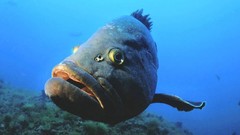 Ocean fish underwater