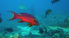 Ocean fish underwater
