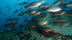 Ocean fish underwater