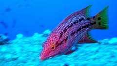 Ocean fish underwater